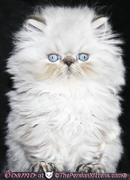 persian kittens