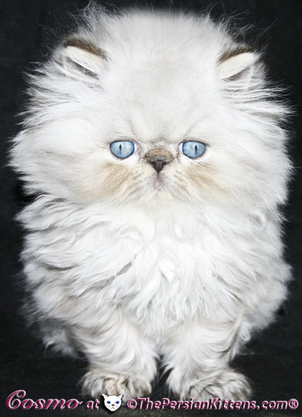 persian kittens