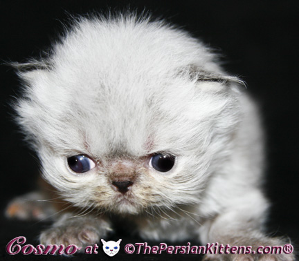 persian kittens