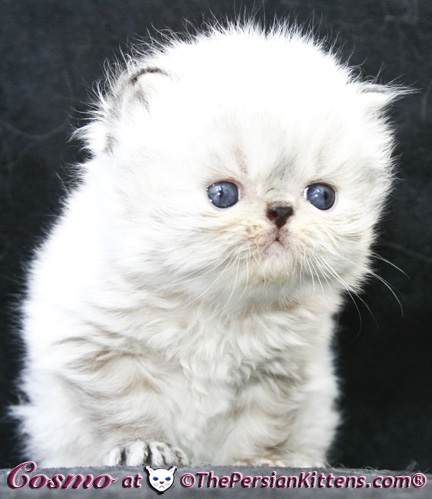 persian kittens