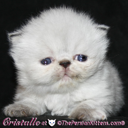 lilac cream point persian himalayan kittens