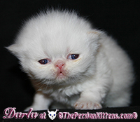 persian kittens