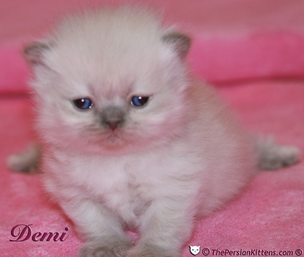 persian kitten pictures