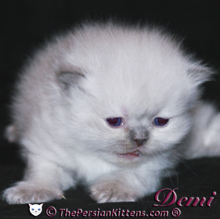 persian kitten pictures