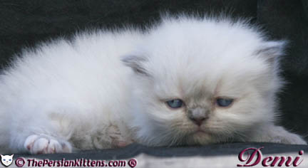 persian kitten pictures