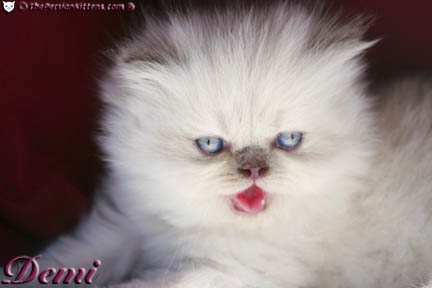 persian kitten pictures