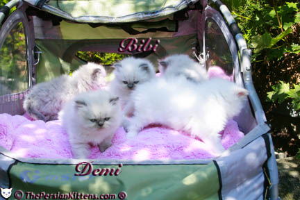 persian kitten pictures