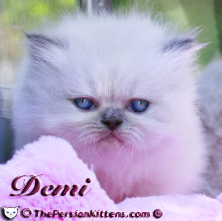 persian kitten pictures