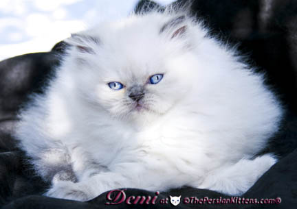 persian kitten pictures