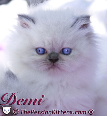persian kitten pictures