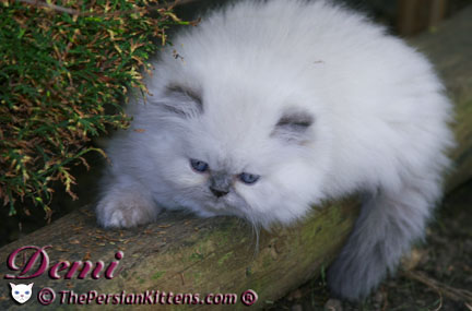persian kitten pictures