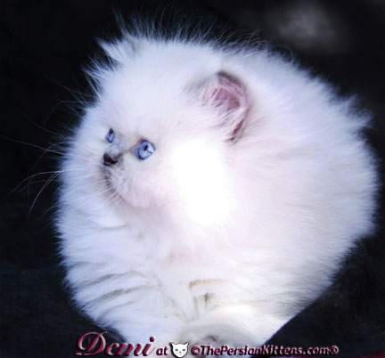 persian kitten pictures