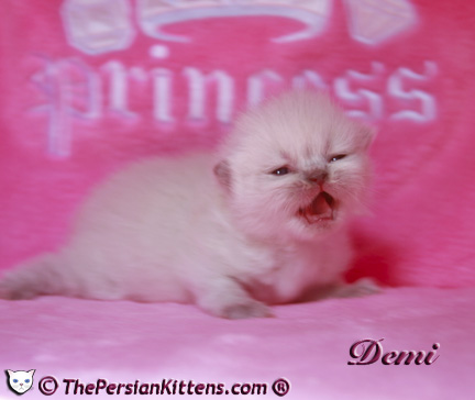 persian kitten pictures