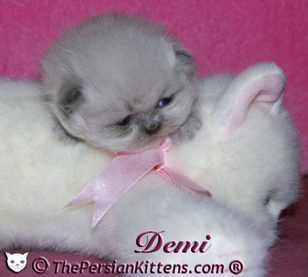 persian kitten pictures