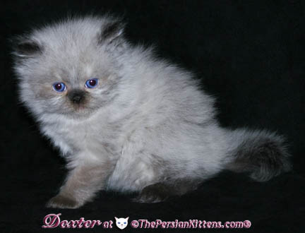persian kittens