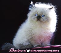 cream point persian himalayan