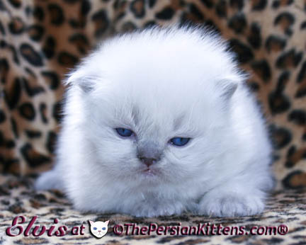 persian kittens