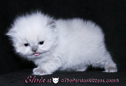 persian kittens