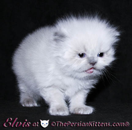 persian kittens