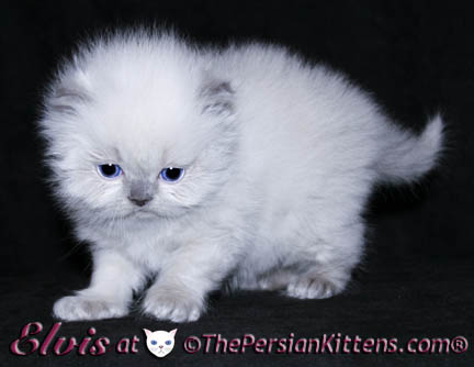 persian kittens