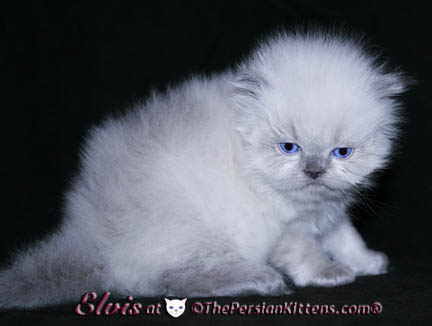 persian kittens