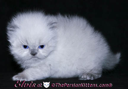 persian kittens