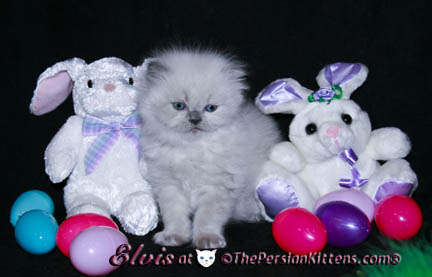 persian kittens