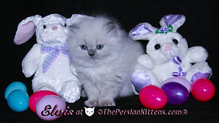 persian kittens