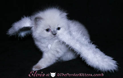 persian kittens