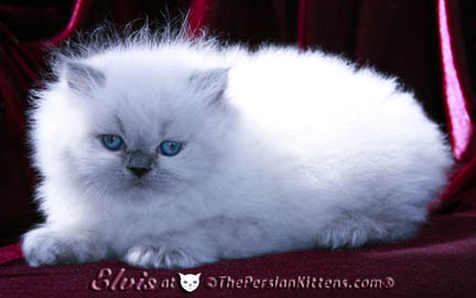 persian kittens