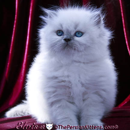 persian kittens