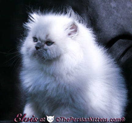 persian kittens