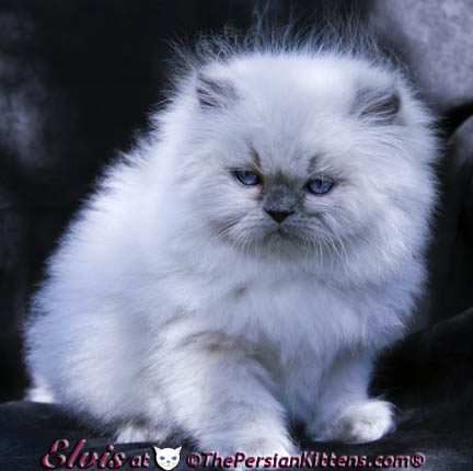 persian kittens
