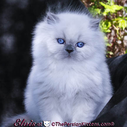 persian kittens
