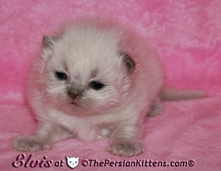 persian kittens