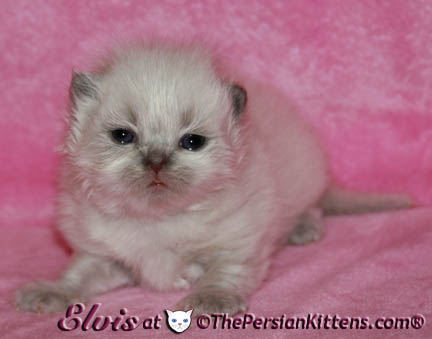 persian kittens