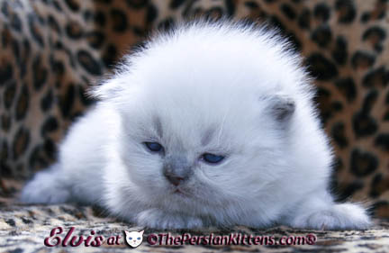 persian kittens
