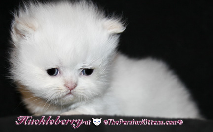 persian kittens