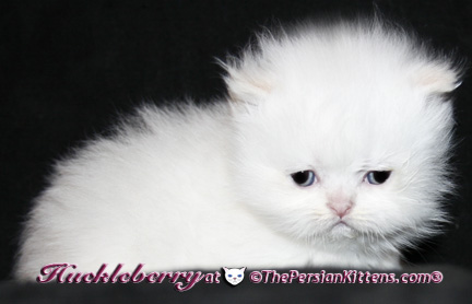 persian kittens