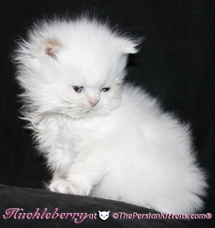 persian kittens