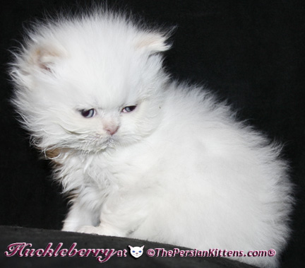 persian kittens