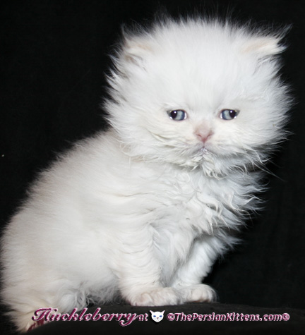 persian kittens