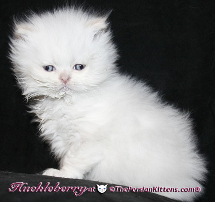 persian kittens