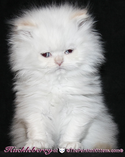 persian kittens