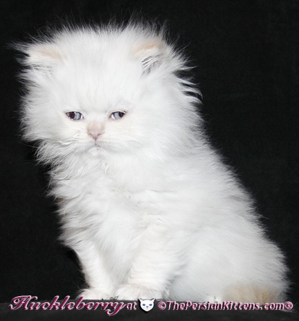 persian kittens