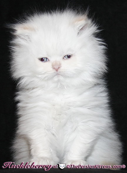 persian kittens