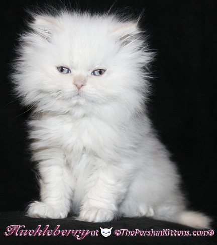 persian kittens