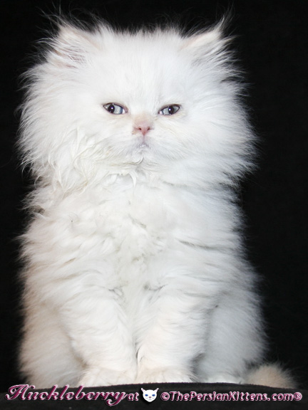 persian kittens