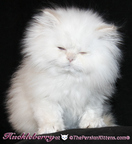 persian kittens