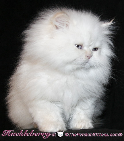 persian kittens